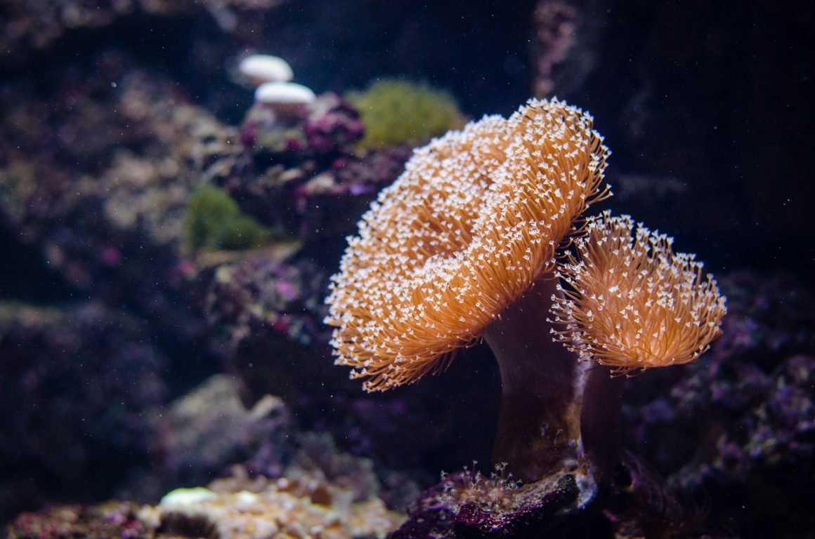 La génétique environnementale au service de la protection des coraux